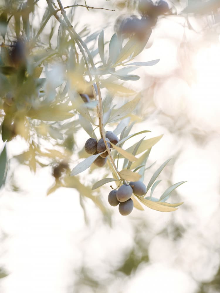 Soft Sunlit Olives by Crystal Lynn Collins — canvas wall art