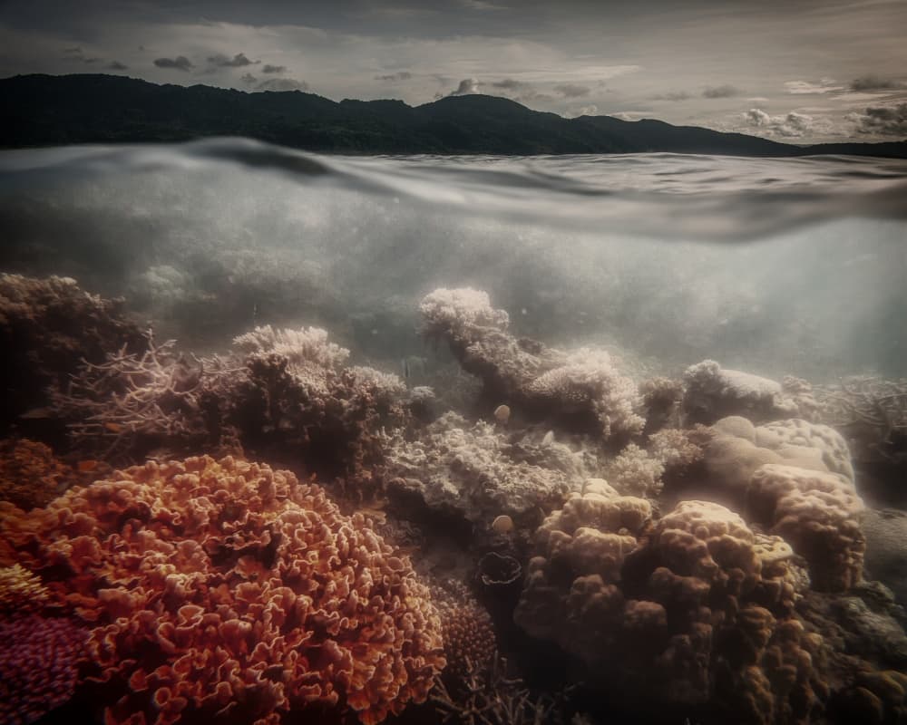 Above Below Tropical Reef by Pavol Stranak — canvas wall art