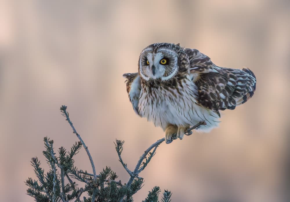 Watchful Short-Eared Owl by Donald Luo — canvas wall art