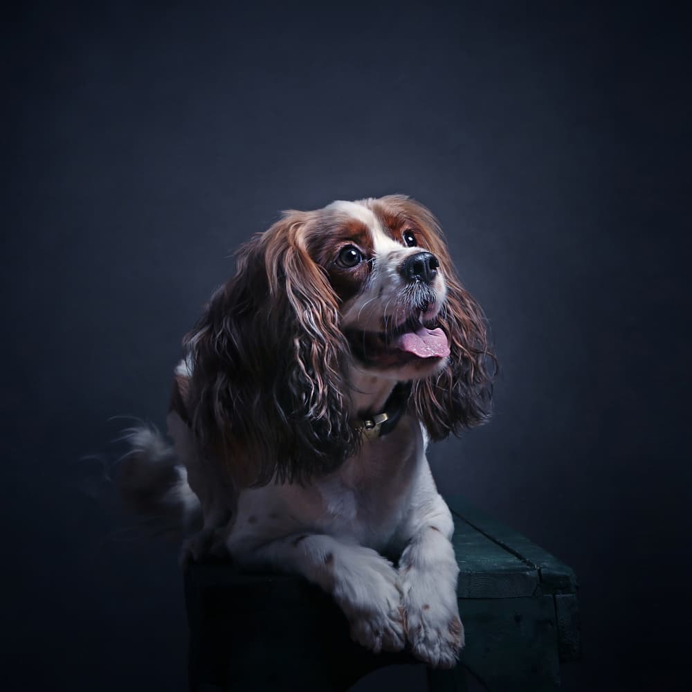 Adorable Cavalier Portrait by Moein Hasheminasab — canvas wall art