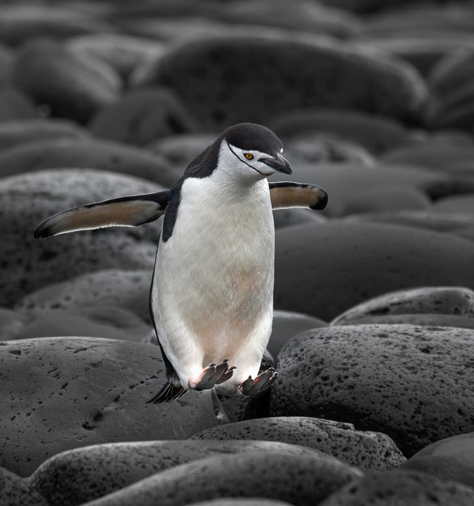 Balancing Chinstrap Penguin by YY DB — canvas wall art