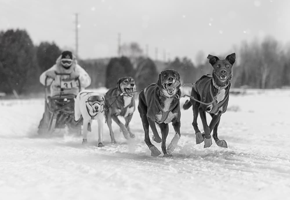 Run for first place by Larry Deng APA — canvas wall art