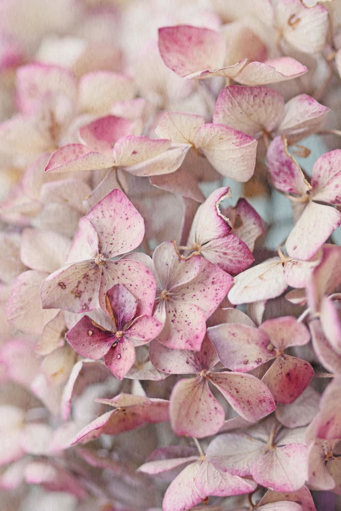 Faded Pink Hydrangeas by Alyson Fennell — canvas wall art