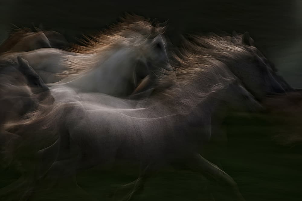 Wild Horses in Motion by Milan Malovrh — canvas wall art