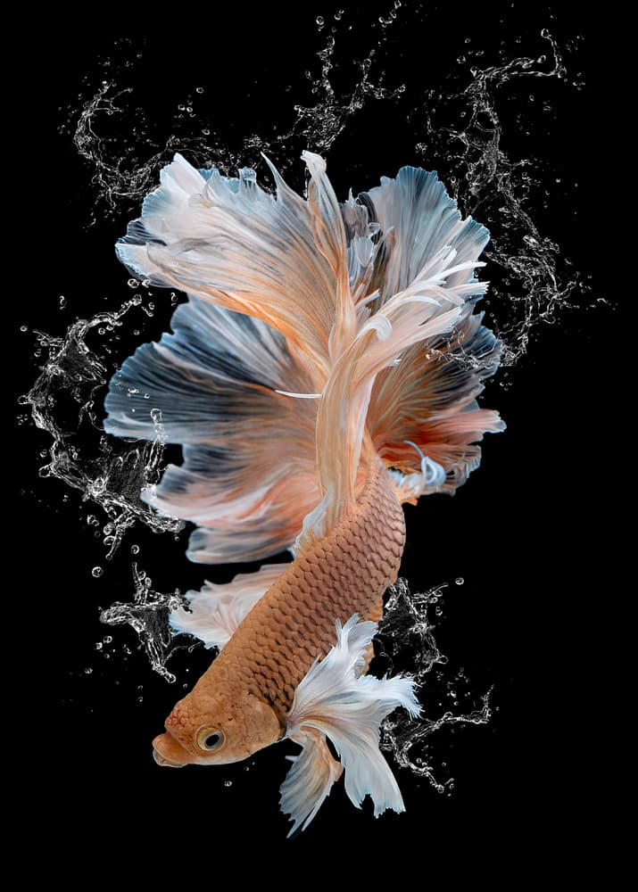 Betta Fish Water Splash by Louise Wolbers — canvas wall art