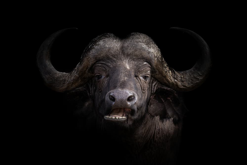 Powerful Cape Buffalo by Ali Khataw — canvas wall art