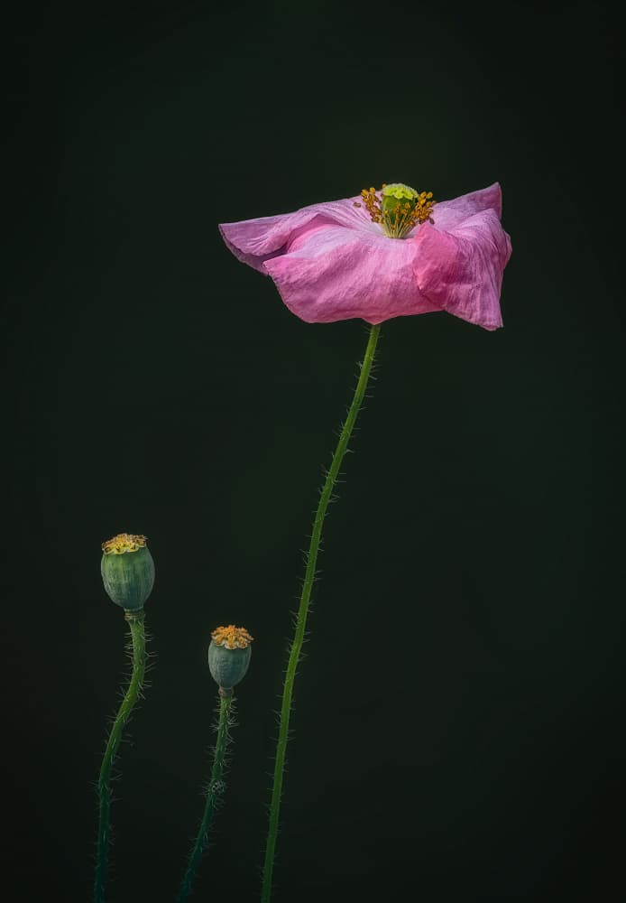 Pink Poppy on Black by Ben.C.L — canvas wall art
