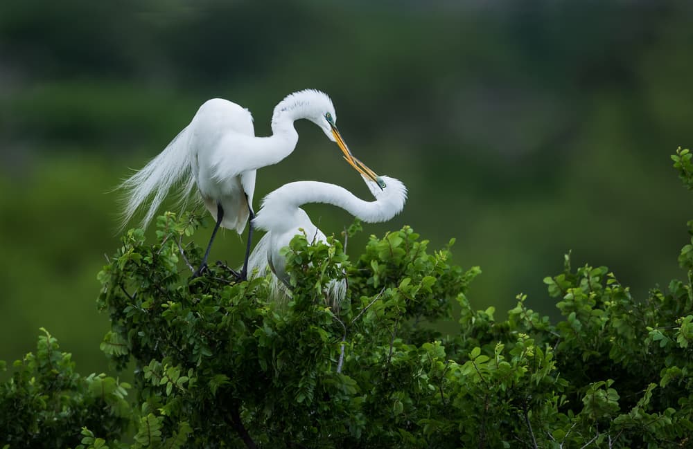Graceful Egret Pair by Sheila Xu — canvas wall art