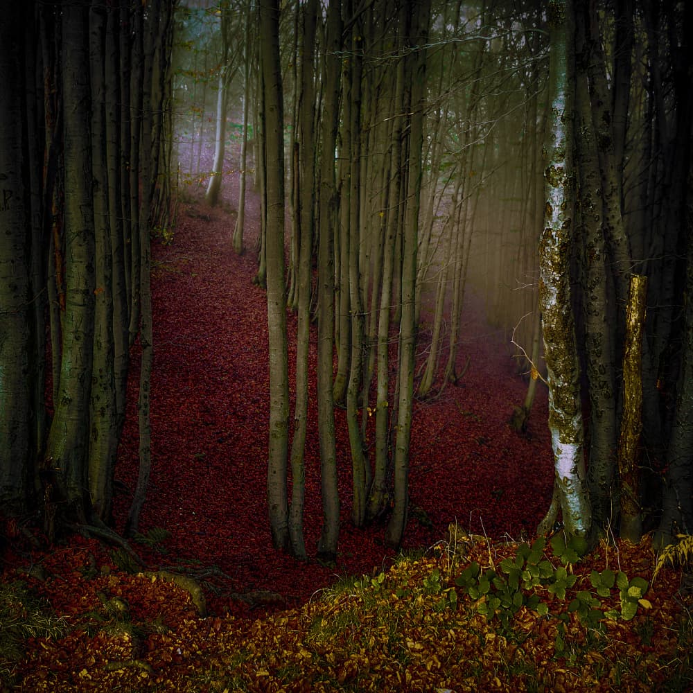 Misty Autumn Forest Path by Alessandro Traverso — canvas wall art