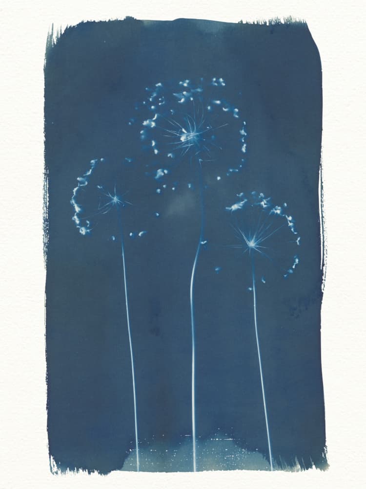 Soft Blue Dandelions by Chickweeds Studio — canvas wall art