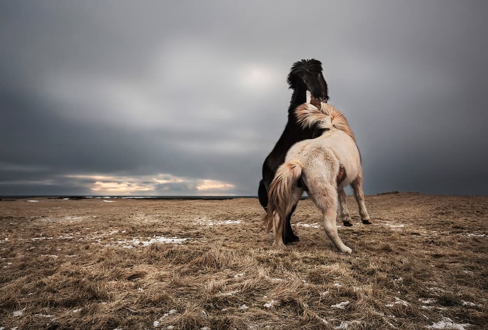 Fighting Wild Horses by Bragi Ingibergsson - BRIN — canvas wall art