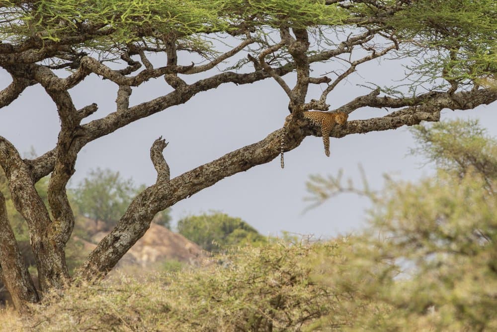 Leopard Resting on Branch by Valerio Ferraro — canvas wall art