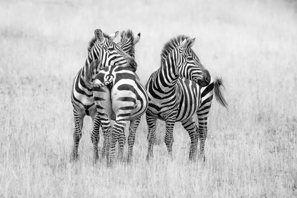 African Zebras Intertwined by Jeffrey C. Sink — canvas wall art