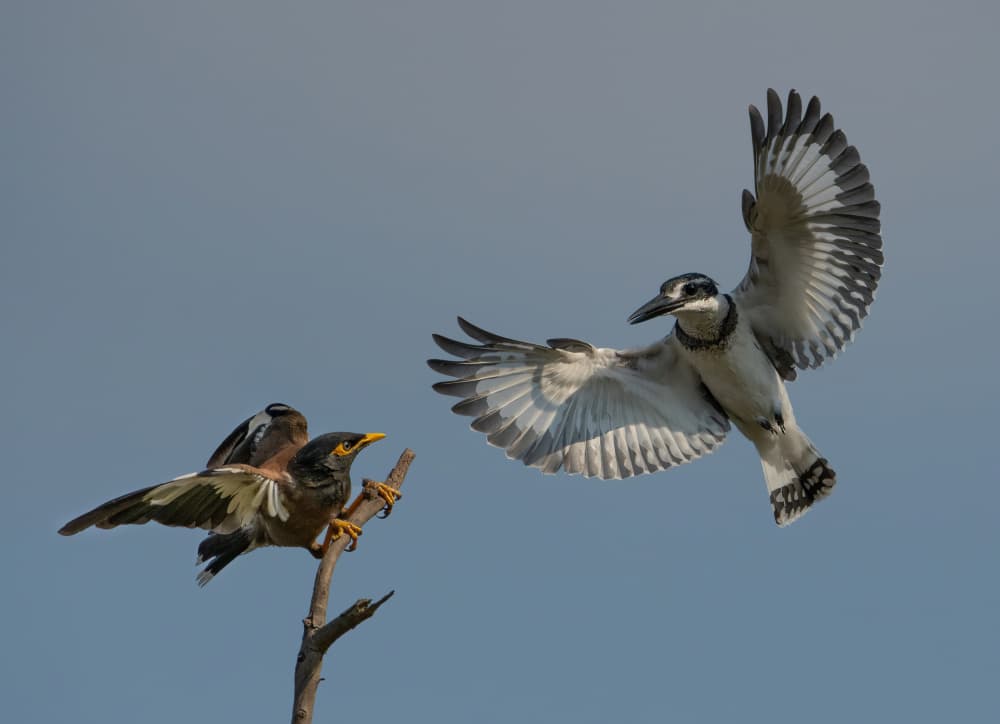 Kingfisher Soars Past Myna by Guy Wilson — canvas wall art
