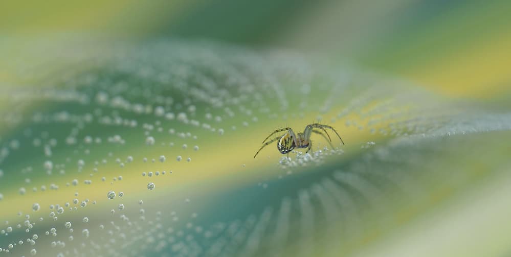 Spider on Morning Dew by Thierry Dufour — canvas wall art