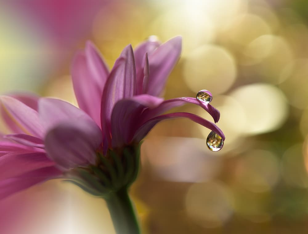 Pink Petal Water Drops by Juliana Nan — canvas wall art