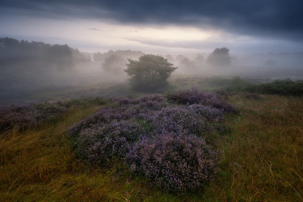 Misty Heather Morning by Adam Pachula — canvas wall art