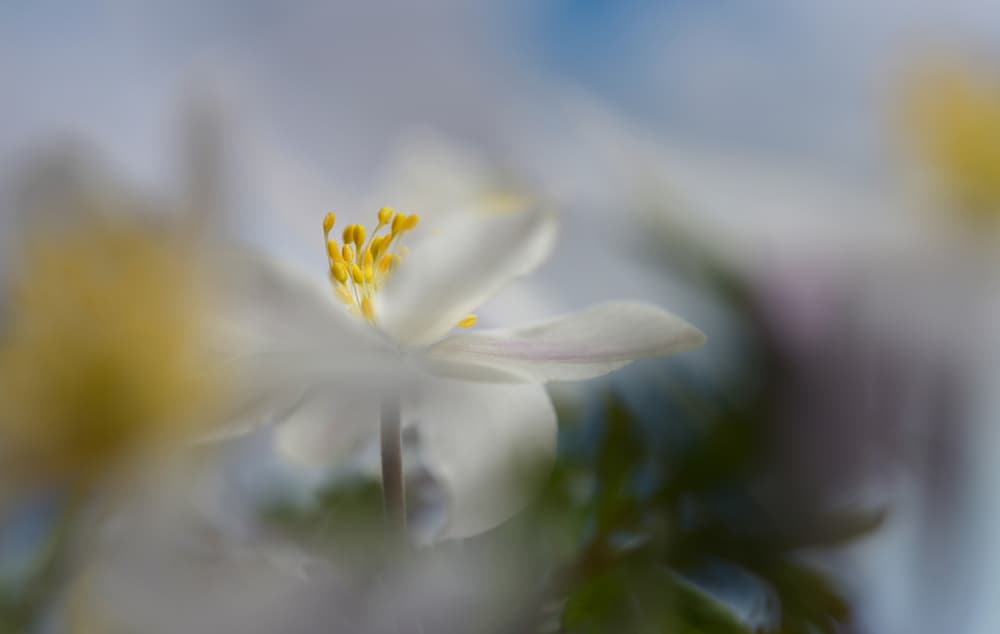 Delicate Spring Bloom by Heidi Westum — canvas wall art