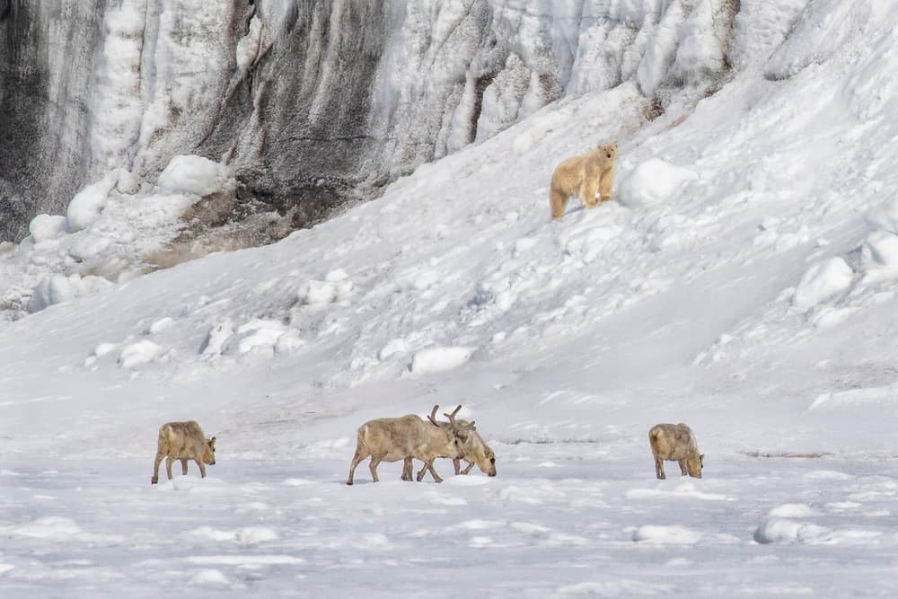 Arctic Wildlife In Snow by Siyu_Wei APA — canvas wall art