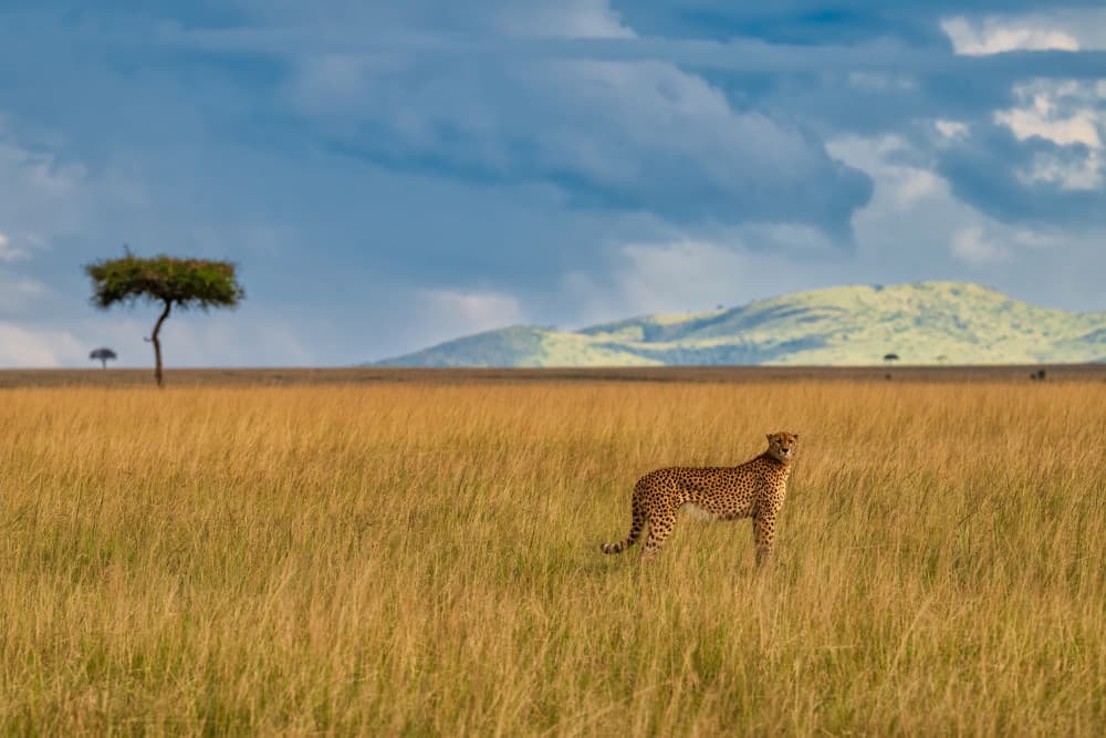 Watchful Savanna Cheetah by Luigi Ruoppolo — canvas wall art