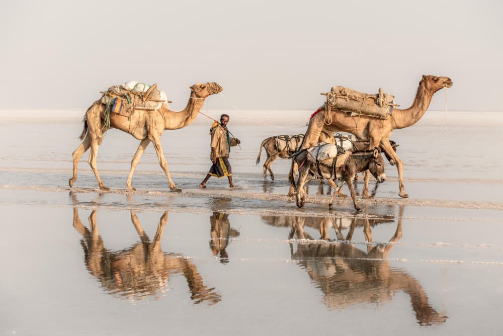 Desert Salt Caravan by Trevor Cole — canvas wall art