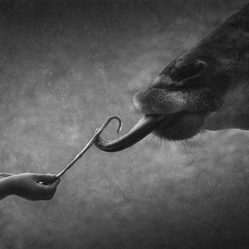 Gentle Giraffe Feeding by Ekkachai Khemkum — canvas wall art