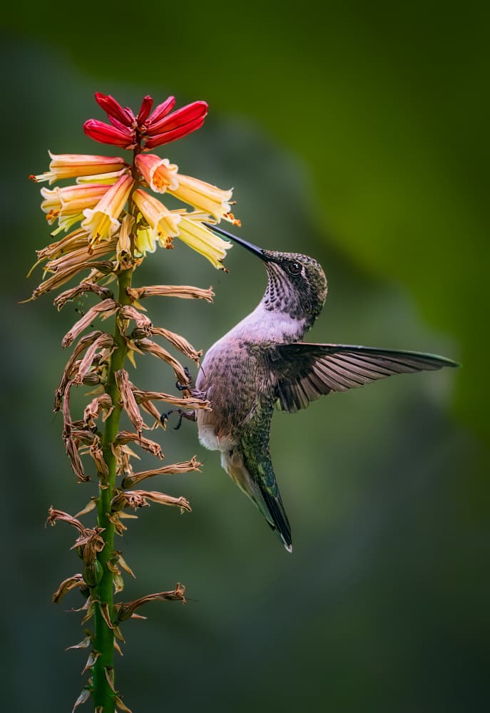 Hummingbird Nectar Feast by Ben.C.L — canvas wall art