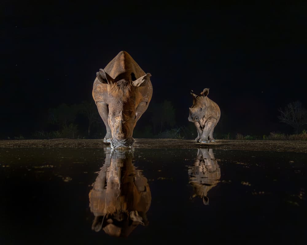 Nighttime Rhino Reflection by Siyu_Wei APA — canvas wall art