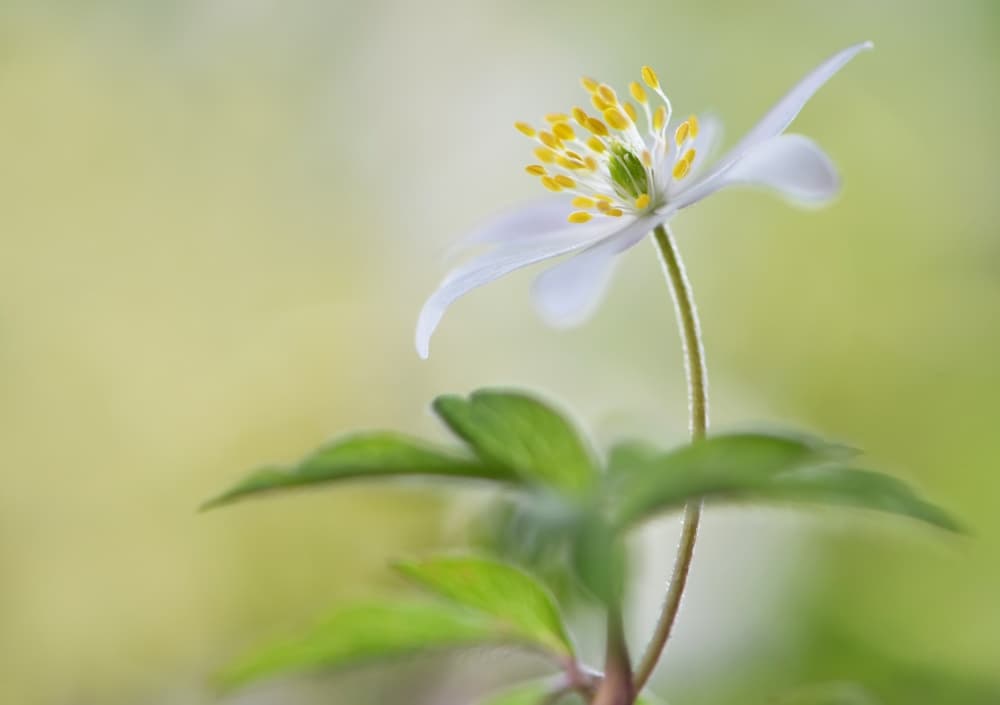 Delicate White Anemone by Heidi Westum — canvas wall art