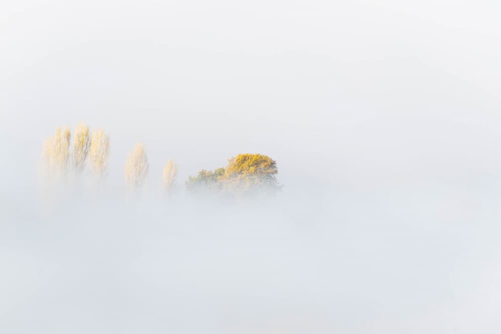 Misty Autumn Trees by Josip Milićević — canvas wall art