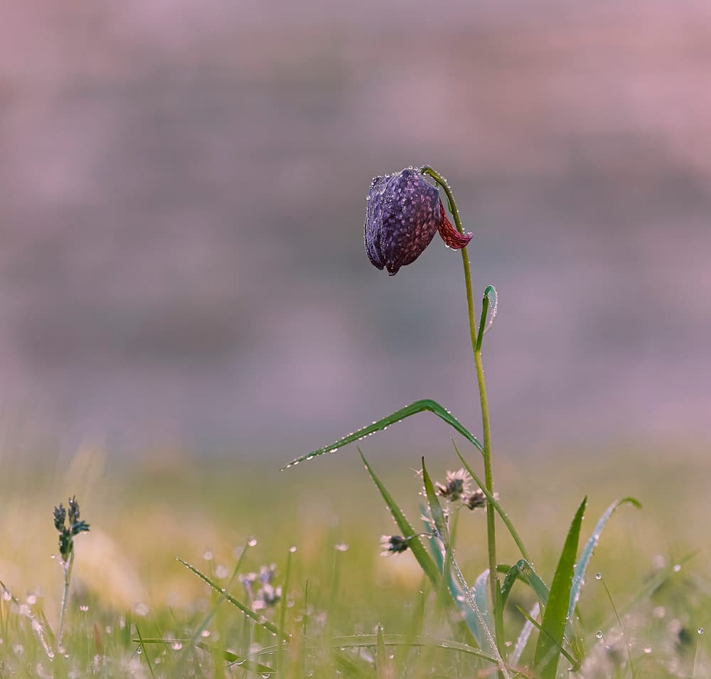 Fritillary Morning Dew by Stuart Williams — canvas wall art