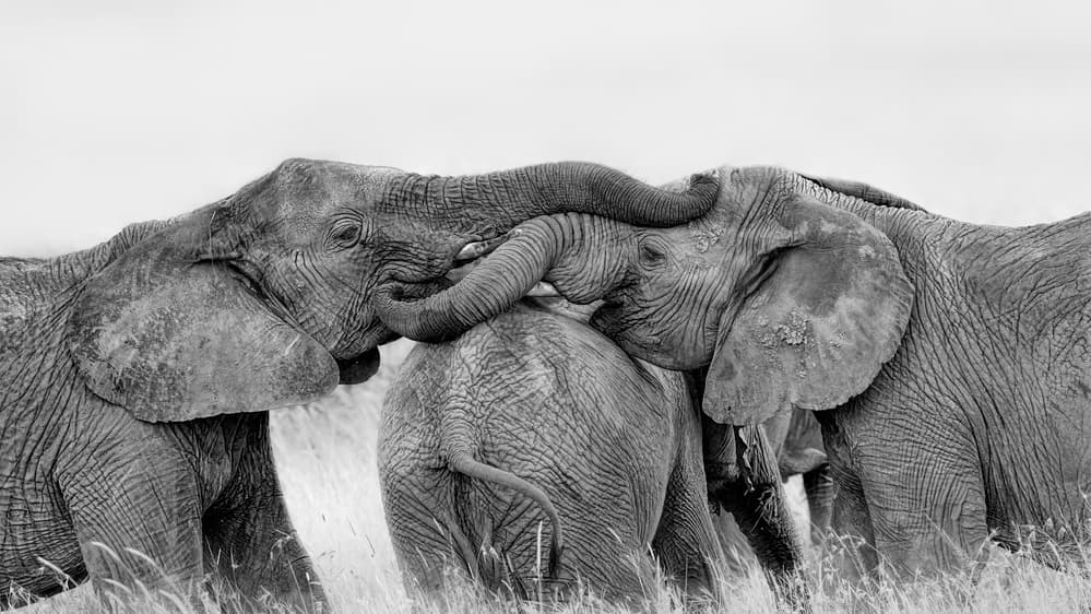 Gentle Elephant Embrace by Jun Zuo — canvas wall art