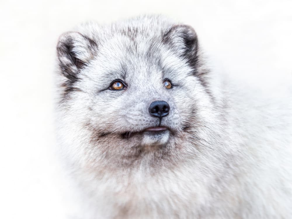 Curious Arctic Fox by Ilona Rosenkrancová — canvas wall art