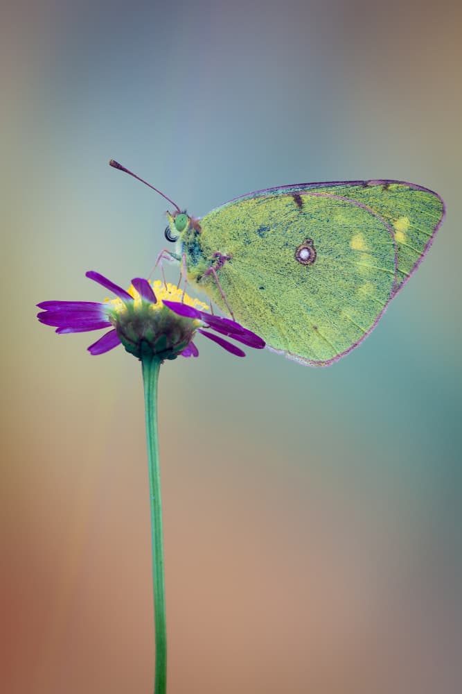 Yellow Butterfly Blossom by Gustavo Ribes — canvas wall art