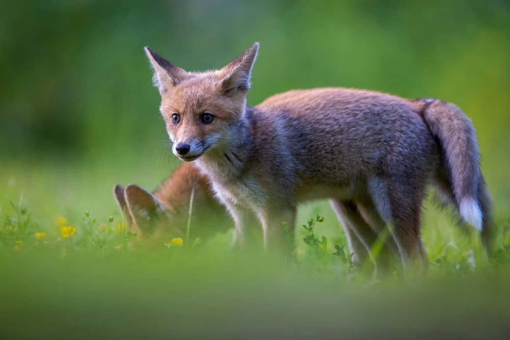 Curious Fox Kits by Marco Redaelli — canvas wall art