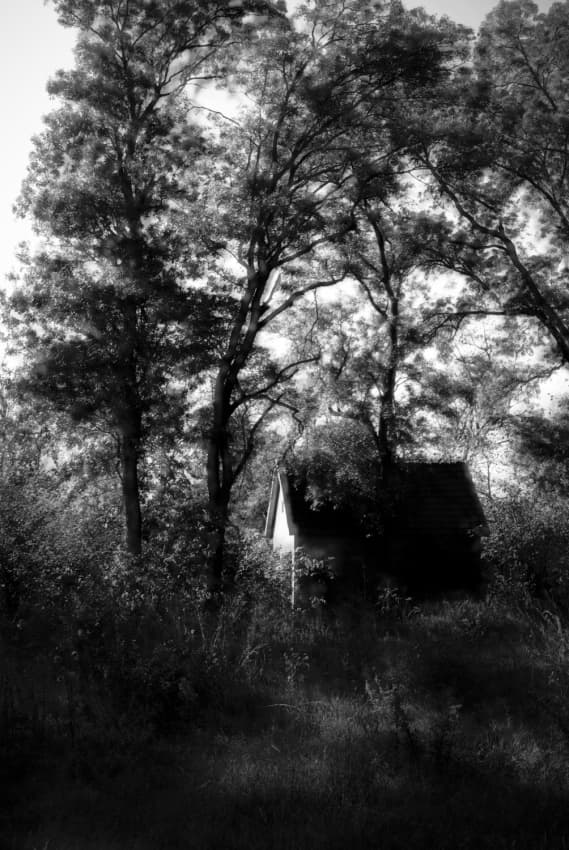 Hidden Forest Home by Codrin Lupei — canvas wall art