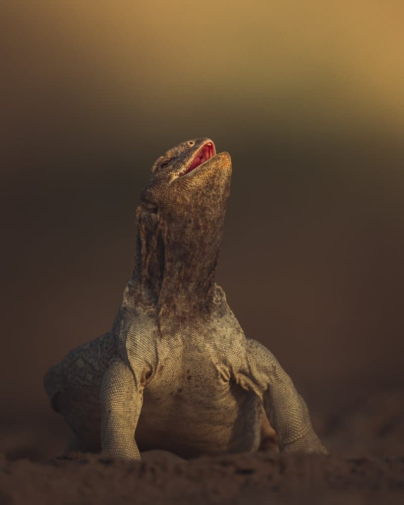 Desert Lizard Gazes Up by Ahmed Sobhi — canvas wall art