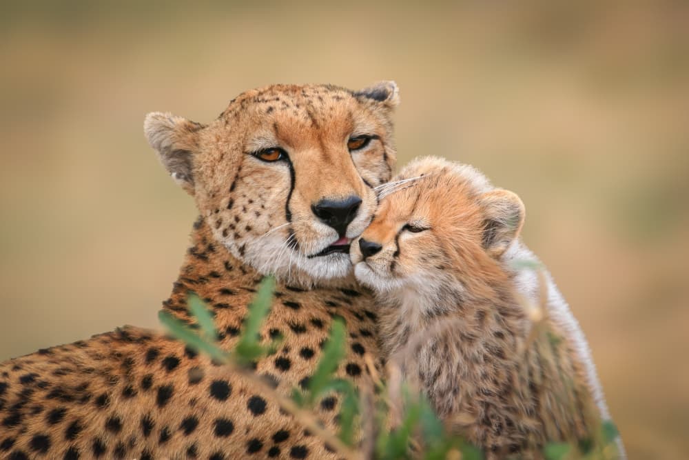 Mother Cheetah Cub Affection by Jeffrey C. Sink — canvas wall art