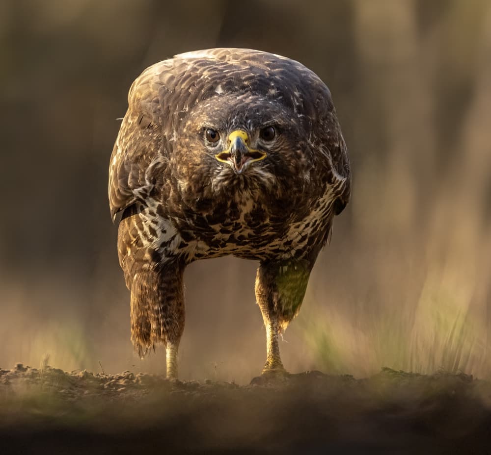 Direct Raptor Gaze by Corry DeLaan — canvas wall art