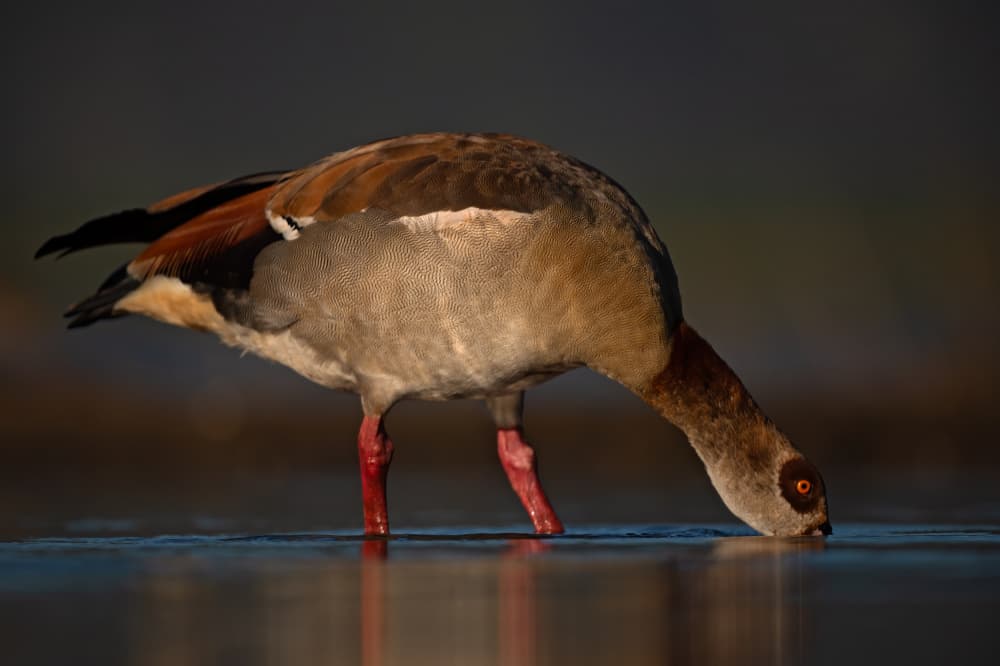 Egyptian Goose Drinking by Marco Pozzi — canvas wall art