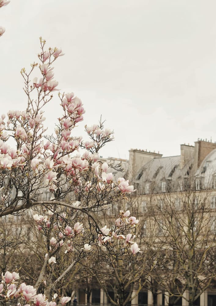 Parismagnoliaii Ratioiso by Talitha McQueen — canvas wall art