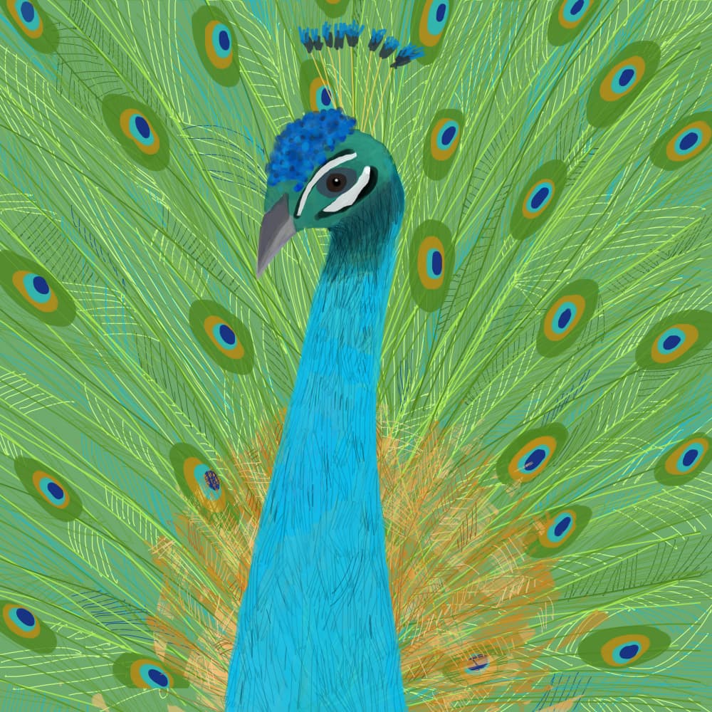 Majestic Blue Peacock by Carla Daly — canvas wall art