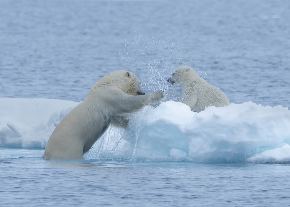 Polar Bear Splash by Shobhit Chawla — canvas wall art