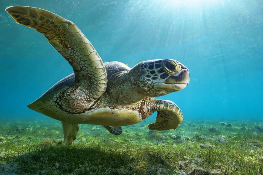 Sunlit Sea Turtle by Serge Melesan — canvas wall art