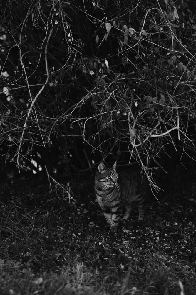 Mysterious Tabby Cat by Aimee Giles — canvas wall art