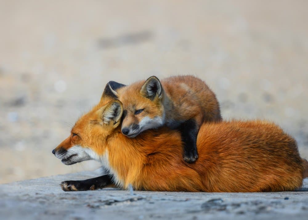 Sleeping Fox Kit by Li Chen — canvas wall art