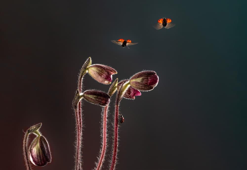 Beetles Among Blooms by Summer2016 — canvas wall art