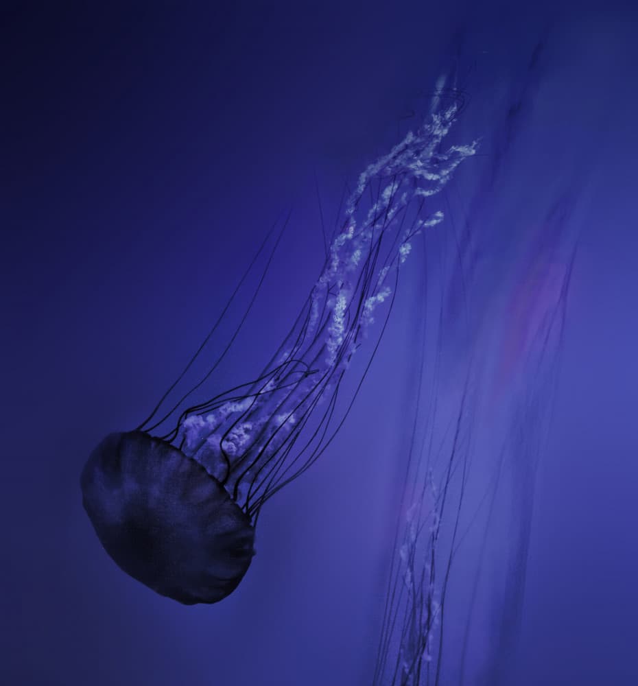 Graceful Ocean Jellyfish by Yvette Depaepe — canvas wall art