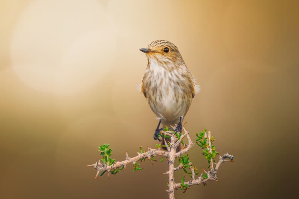 Serene Bird Perch by Sina Pezeshki — canvas wall art