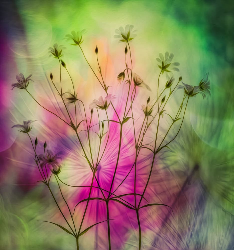 Dreamy Colorful Flowers by Hilda van der Lee — canvas wall art